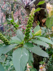 Phytolacca