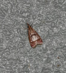 Syntonarcha iriastis