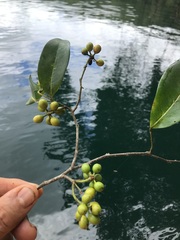 Huberantha nitidissima