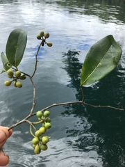 Huberantha nitidissima