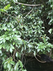 Huberantha nitidissima