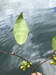 Huberantha nitidissima