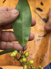 Huberantha nitidissima