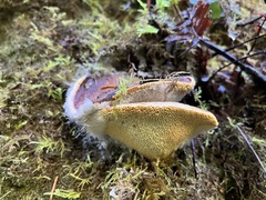 Jahnoporus hirtus