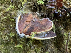 Jahnoporus hirtus