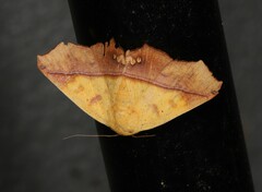 Xanthanomis fuscifrons