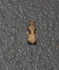 Tonica effractella