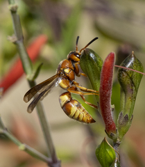 Euodynerus pratensis