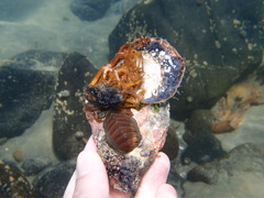 Chiton glaucus