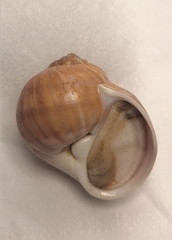 Cryptonatica andoi