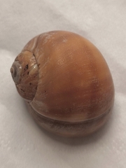 Cryptonatica andoi