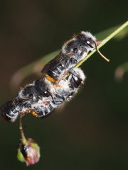 Megachile ferox
