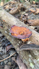 Microporus xanthopus