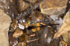 Eusynthemis nigra