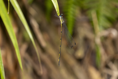 Synlestes selysi