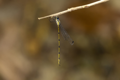 Synlestes selysi