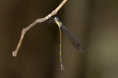 Synlestes selysi