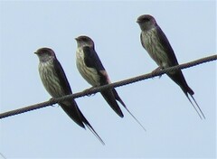 Cecropis striolata