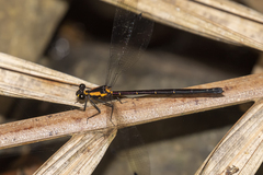 Austroargiolestes chrysoides