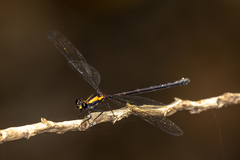 Austroargiolestes chrysoides