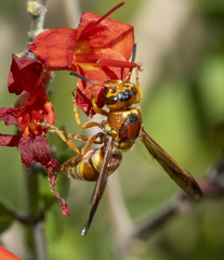 Euodynerus pratensis