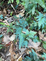 Selaginella willdenowii