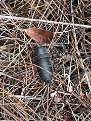 Polyzosteria limbata