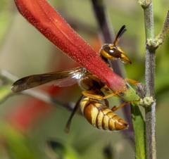 Euodynerus pratensis