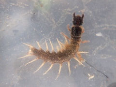 Archichauliodes diversus