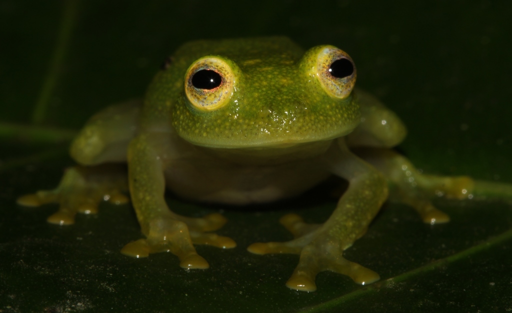 Northern Glassfrog