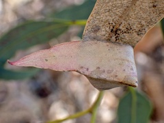 Cymbacha