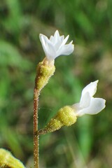 Conimitella williamsii