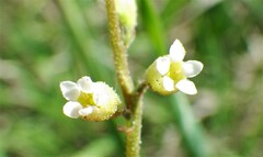 Conimitella williamsii