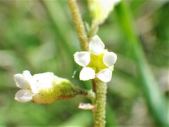 Conimitella williamsii