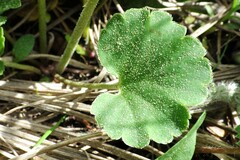 Conimitella williamsii