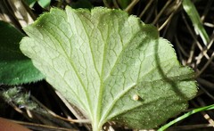 Conimitella williamsii