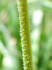 Conimitella williamsii