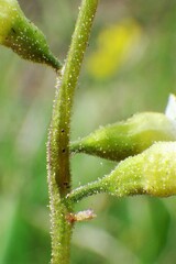 Conimitella williamsii