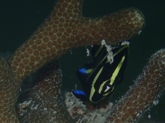 Pomacanthus arcuatus