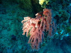 Chironephthya