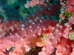 Chironephthya