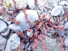 Crassula multicaulis