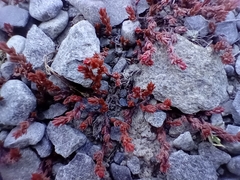 Crassula multicaulis