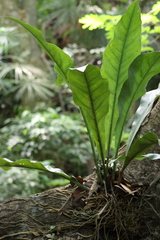 Anthurium schlechtendalii
