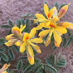 Hoffmannseggia repens