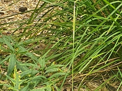 Rattus norvegicus