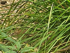 Rattus norvegicus