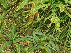Rattus norvegicus