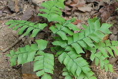 Adiantum trapeziforme