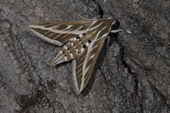 Hyles livornica